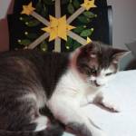 Ginny Welsch Johannes Profile Picture