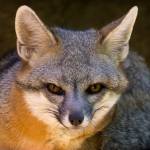 Gray_Fox profile picture