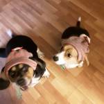 Gordon Swartwood Profile Picture