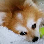 Lisa Gunn Profile Picture