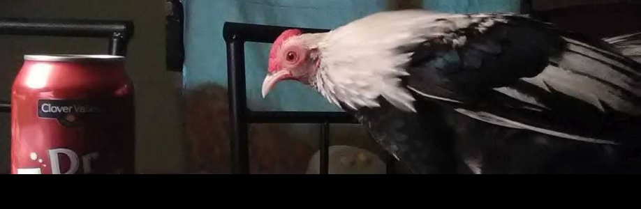 Bonnie Moore Cover Image