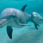 akira Profile Picture