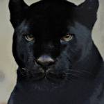 R Rios Profile Picture