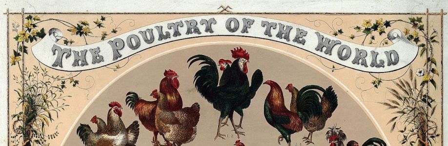 Chickens Cover Image