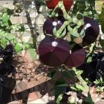 Richard Sebire Profile Picture