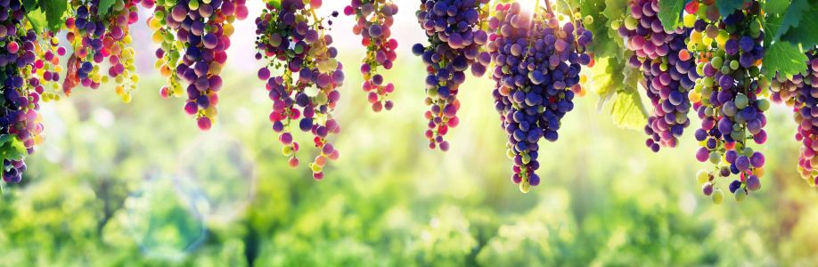 Markus Davidson Cover Image