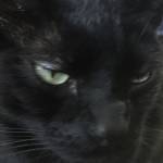 Jan Cosgrove Profile Picture