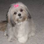 Anne Roe Profile Picture