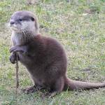 Steve The Otter Profile Picture