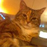 alexa davis Profile Picture