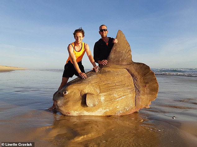 In pictures: Enormous SUNFISH washes up on beach in South Australia - Strange Sounds