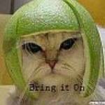 LindaStoops Profile Picture