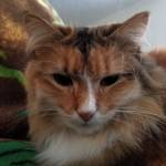 Foxxycat Profile Picture