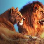 Grey Havens Profile Picture