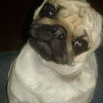 Tiasenpo Kumzuk Profile Picture