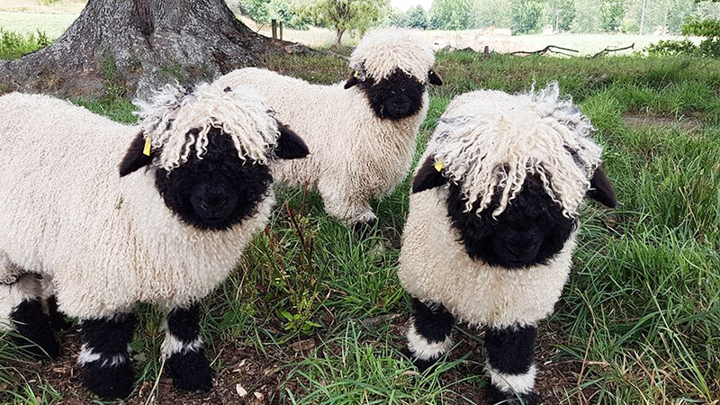 Toy-Like Valais Blacknose Sheep Rightfully Dubbed The ‘World’s Cutest’
