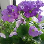 Lidia00 Profile Picture