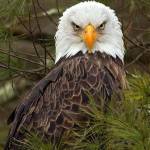 Deborah Williams Profile Picture