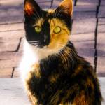 Irene Bacchi Profile Picture