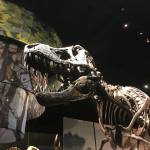 Drew Alexander Profile Picture