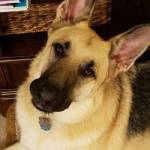 Lauren Stephan Profile Picture