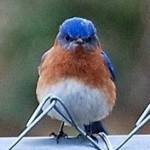 LRudenborg Profile Picture