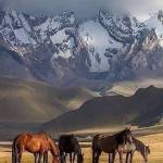 Sandi Martineau Profile Picture