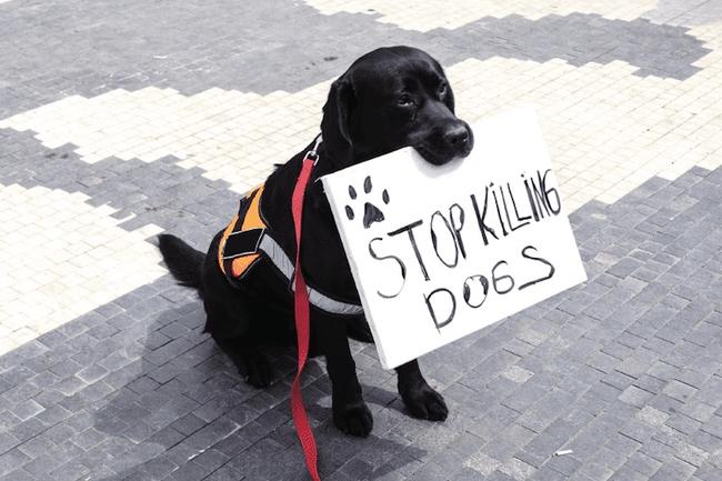 Don't Shoot The Dogs: The Growing Epidemic Of Cops Shooting Family Pets | Zero Hedge