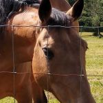 The American Trail Horse Profile Picture