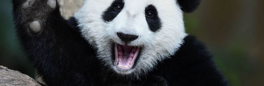 Robert Watts Cover Image