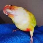 Sarahvelez Profile Picture