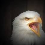 r.james eagle Profile Picture