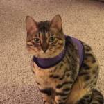 Pollyanna Profile Picture