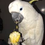 Mangikolples Profile Picture