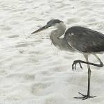 Tom Flowers Profile Picture