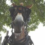 MissouriMule Profile Picture