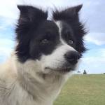 BartHunter Profile Picture