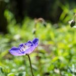 Sarah Case Profile Picture