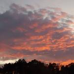 Carolyn Ray McGuff Profile Picture