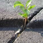 Tomáš Beran Profile Picture