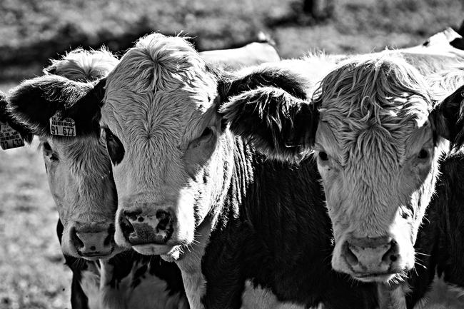 "As Many As A Million Calves Lost In Nebraska" – Beef Prices To Escalate Dramatically In Coming Months | Zero Hedge