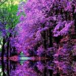 Lori Nelson Profile Picture