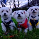 Daniel1919 Profile Picture