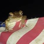 I Love Frogs 2011 Profile Picture