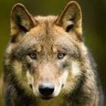 wolfsland Profile Picture