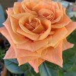 jacquefr Profile Picture