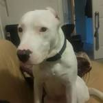 Joseph Cabrera Profile Picture