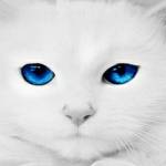 Meng de Kat Profile Picture