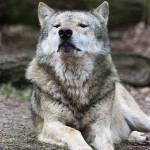 Heiko Profile Picture