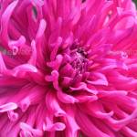 Adams Rossi Profile Picture